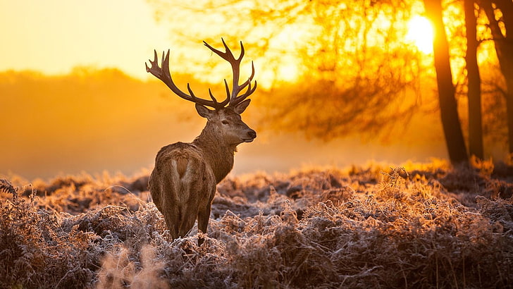 HD wallpaper: stag, wildlife, deer, wild animal, fauna, morning, woodland |  Wallpaper Flare