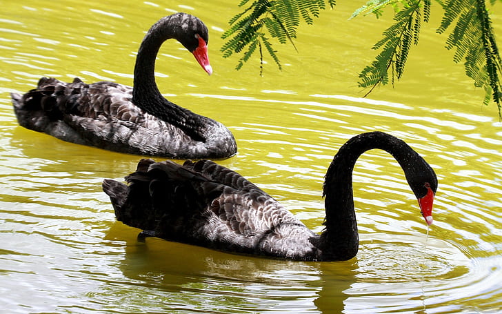 Black Swans, HD wallpaper