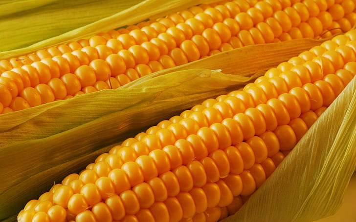 Golden Corn, food, delicious, nature and landscapes