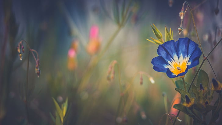 morning glory, flower field, blue morning glory, beautiful, HD wallpaper