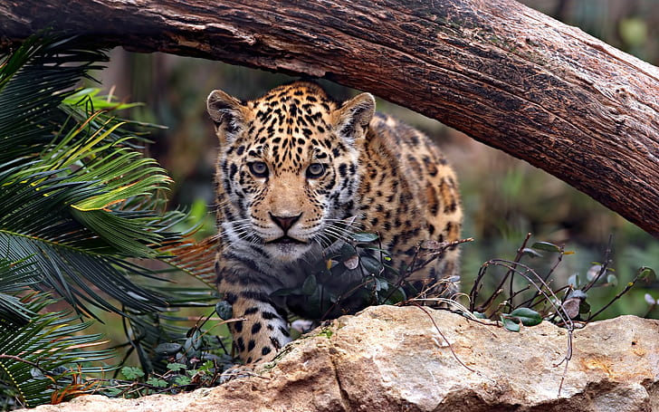 Jaguar timber, Cat, predator, stone, HD wallpaper