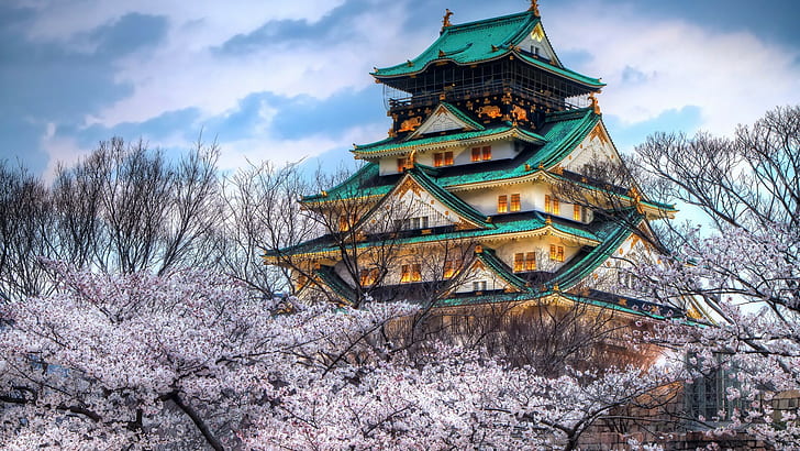 cherry blossom, Japan, Osaka Castle