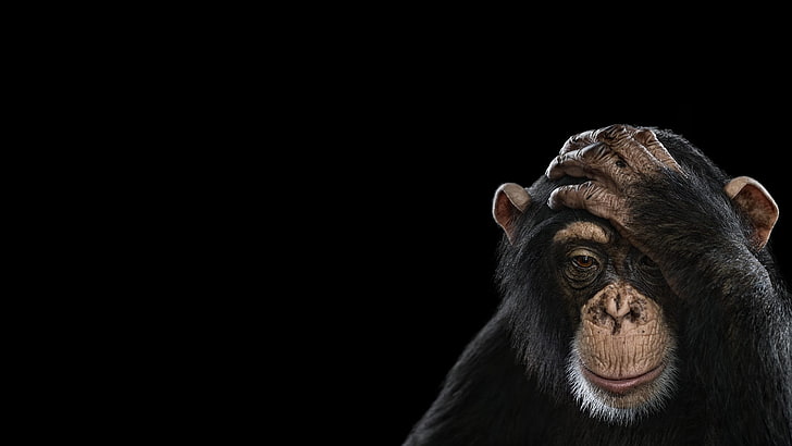 black monkey, photography, mammals, simple background, chimpanzees, HD wallpaper