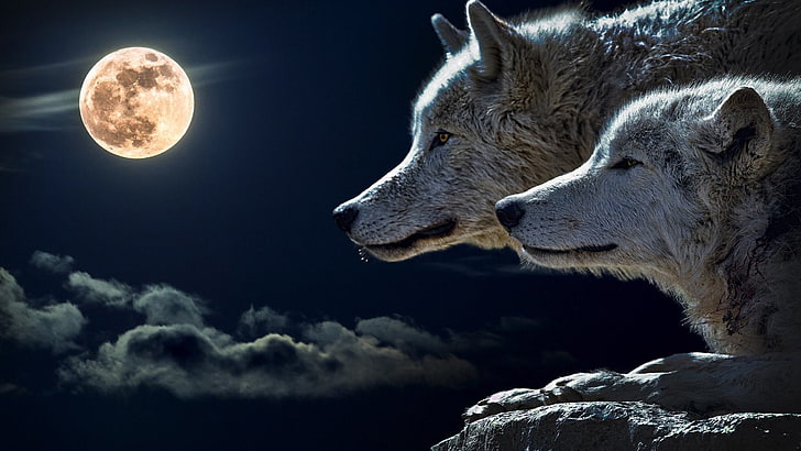 two white foxes, wolf, Moon, one animal, animal themes, night, HD wallpaper
