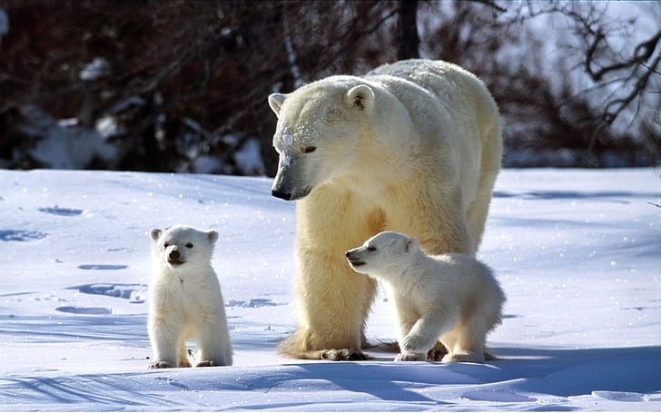 Three polar bears, HD wallpaper