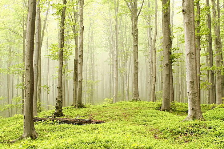 forest, trees, light green, nature, mist, bright, HD wallpaper
