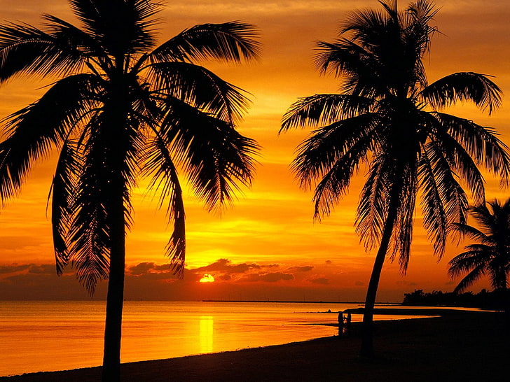 landscape, palm trees, sunset, silhouette, tropical, skyscape, HD wallpaper