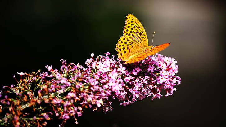 butterfly, HD wallpaper