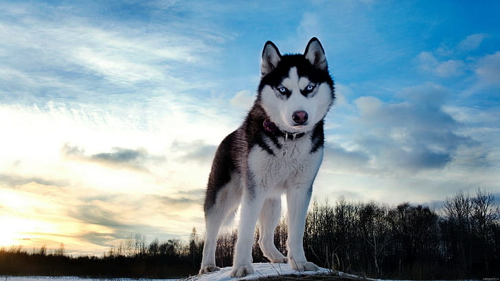 Siberian Husky, dog, animals, blue eyes, cyan, sunlight, HD wallpaper