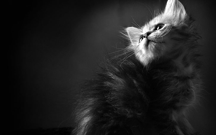 grayscale photo of tabby kitten, cat, animals, monochrome, domestic cat