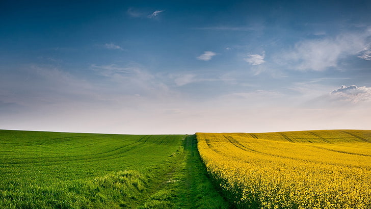 landscape, field, nature, sky, yellow flowers, grass, beauty in nature, HD wallpaper
