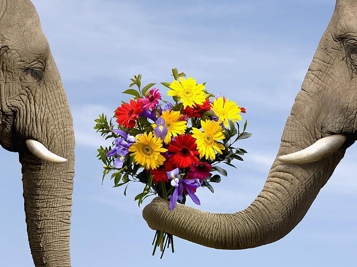two brown elephants, animals, flowers, flowering plant, freshness