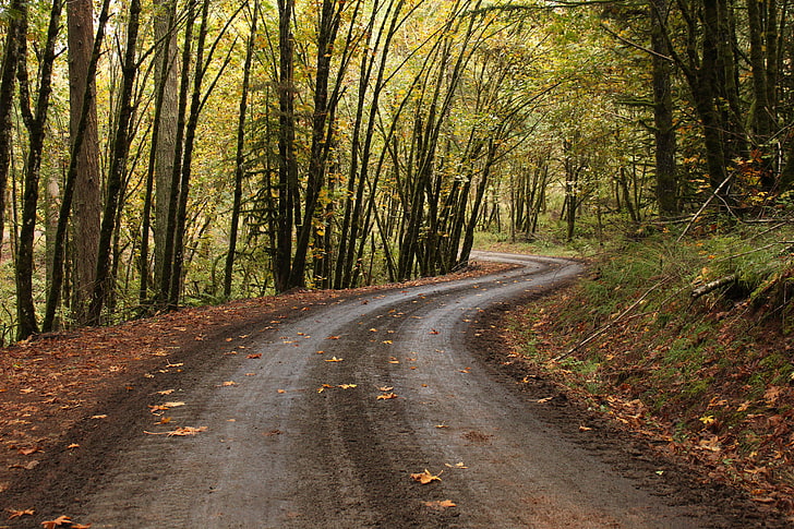 green trees, road, forest, fall, path, oak trees, Oregon, the way forward, HD wallpaper