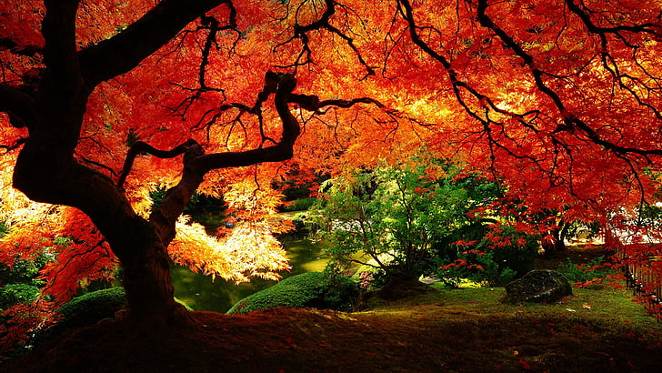 orange leafed trees, nature, landscape, sunlight, plants, autumn, HD wallpaper
