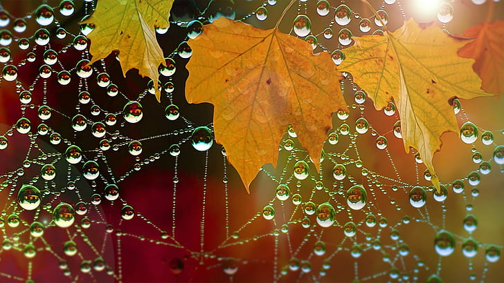 water drops, leaves, nature, macro, spiderwebs, HD wallpaper