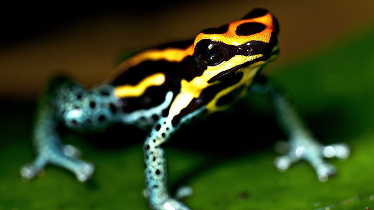 black and yellow frog, depth of field, macro, amphibian, poison dart frogs, HD wallpaper