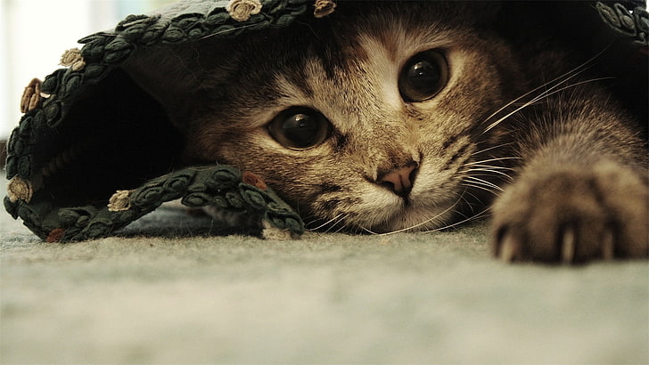 short-grey kitten, cat, animals, Ben Torode, carpets, domestic Cat, HD wallpaper
