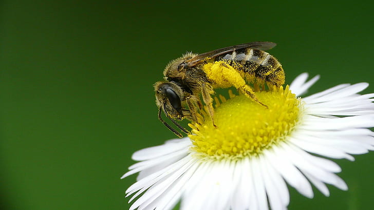 shallow focus photography of Honey bee on daisy flower, bee  pollen