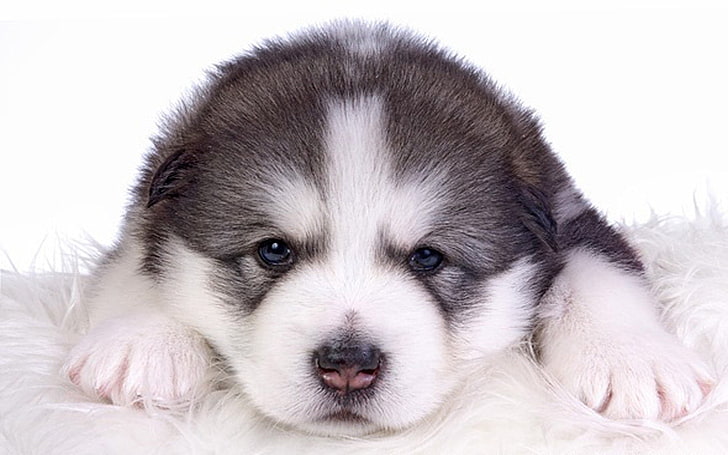 Dogs, Alaskan Malamute, Animal, Cute, Puppy, HD wallpaper
