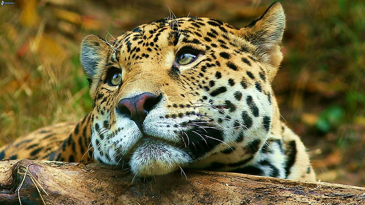 Jaguar Big Cute Wild Cat Desktop Hd Wallpaper For Mobile Phones Tablet And Pc 3840×2160