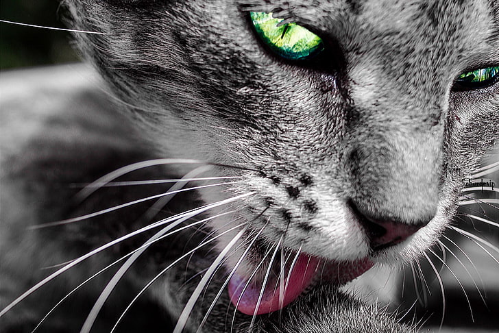 cat, selective coloring, animal themes, one animal, mammal