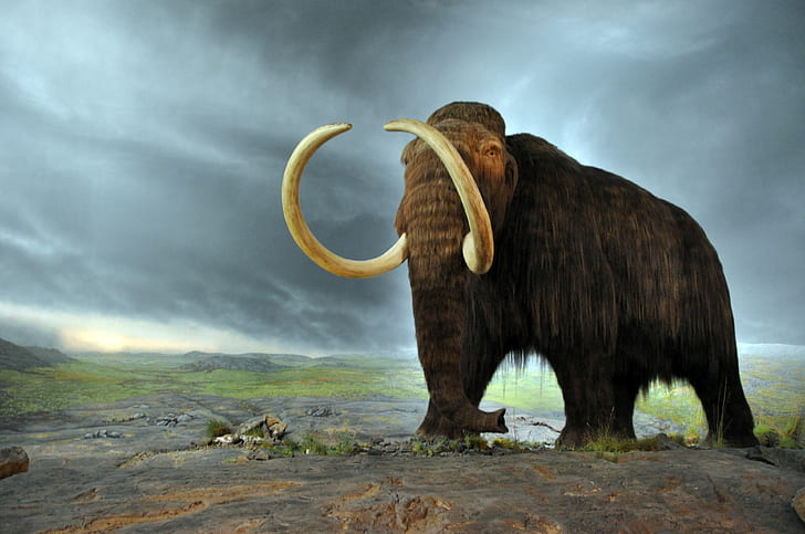 woolly mammoth 4k hd image for