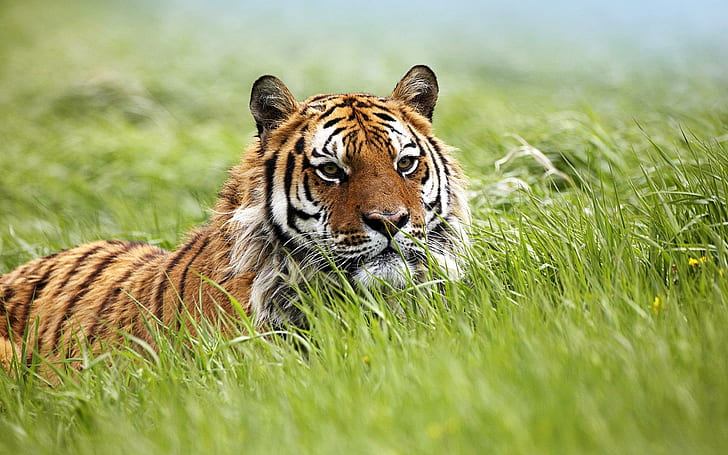Amazing Siberian Tiger, tigers, HD wallpaper