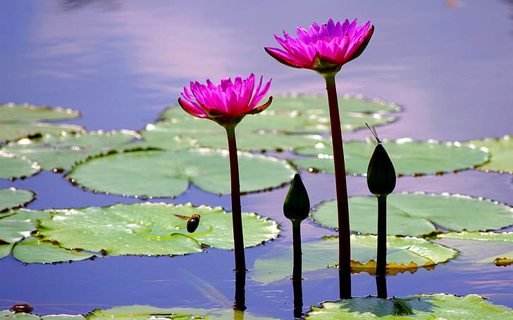 Pond, leaves, pink flowers, water lily, bee, purple and green water lily