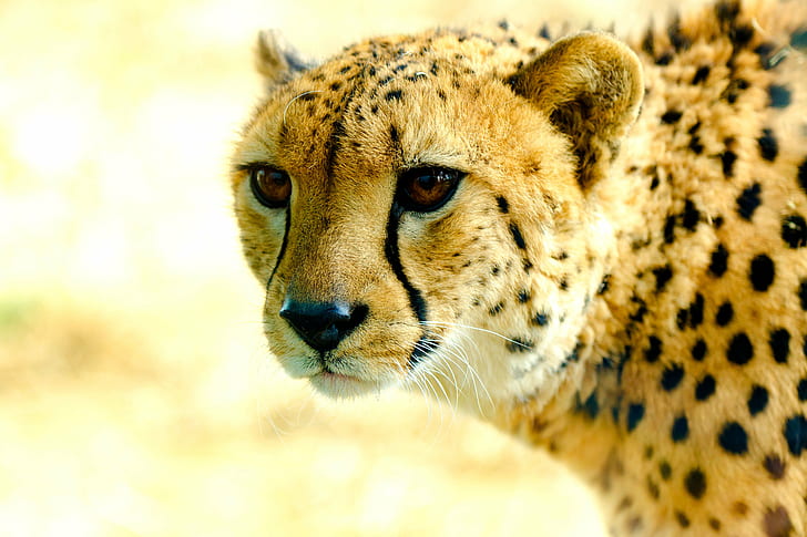 close-up photography of cheetah face, yokohama, yokohama, Male, HD wallpaper