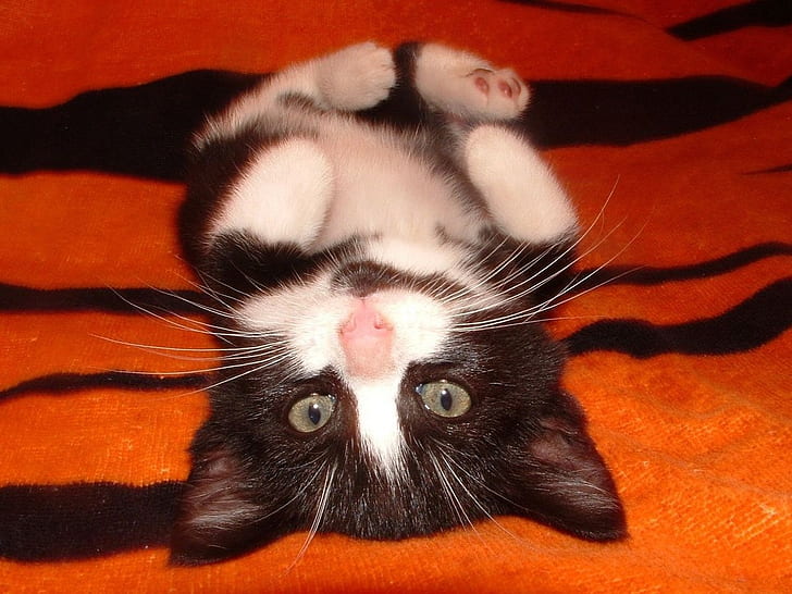 sweet kitty animal Black cat kitten lying on back Pet Sweet tabby white HD, HD wallpaper