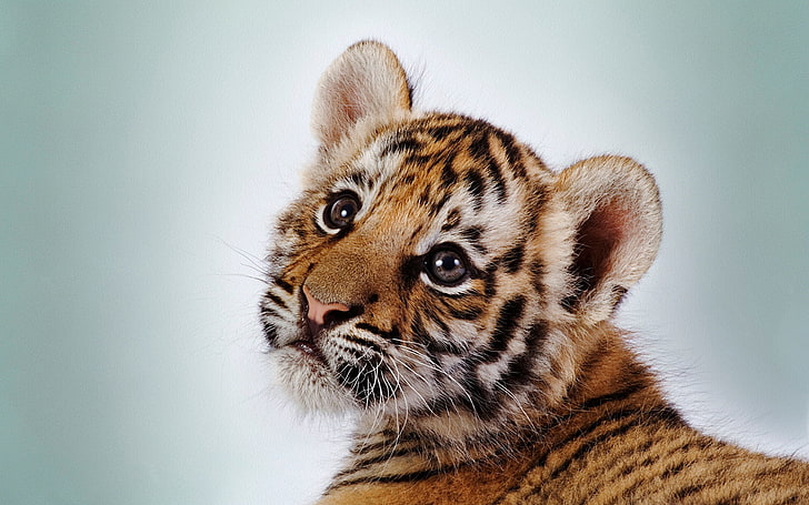 tiger cub, face, baby, striped, animal, mammal, carnivore, wildlife, HD wallpaper