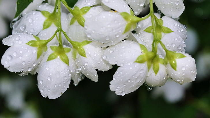 white petaled flowers of selective focus photography, macro, water drops