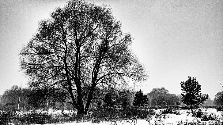 bare tree in grayscale photo, landscape, monochrome, snow, forest