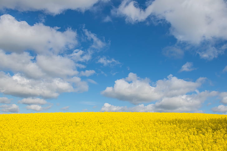 landscape photography of bed of yellow flowers under cumulus clouds, HD wallpaper