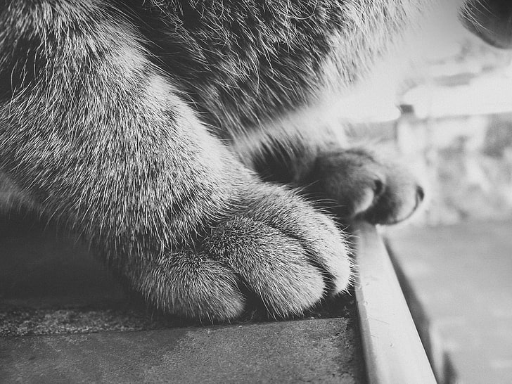 grayscale photo of animal, grayscale photography of pet paw, cat