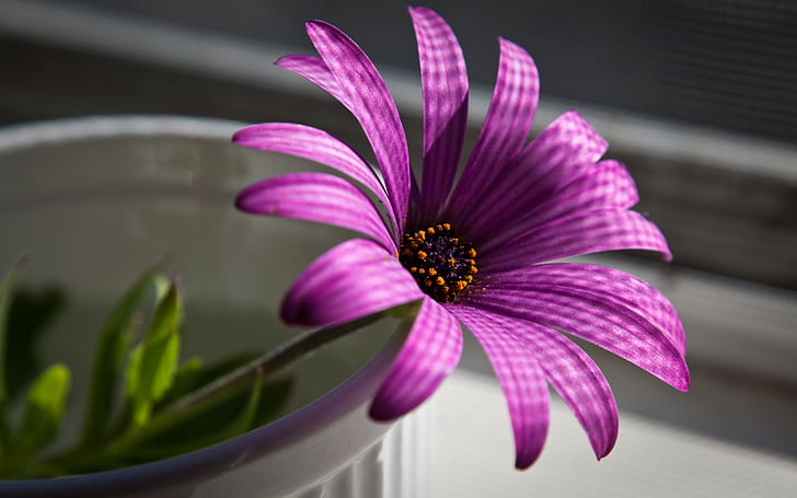 flower, purple, superb HD wallpaper
