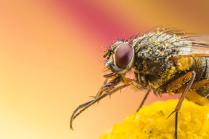 macro, animals, Fly, pollen, one animal, invertebrate, insect
