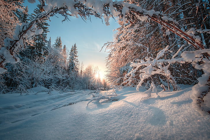 snow, winter, nature, landscape, pine trees, HD wallpaper