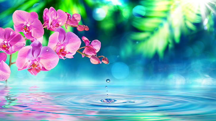 Pink Orchid Flowers Green Petals Drops Water Waves Desktop Hd Wallpaper For Pc Tablet And Mobile Download 5200×2925, HD wallpaper