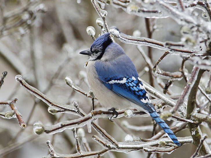 blue, white, and gray bird, winter, snow, birds, ice, branch