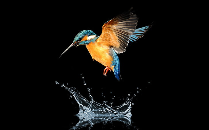 Kingfisher 1080P, 2K, 4K, 5K HD wallpapers free download | Wallpaper Flare