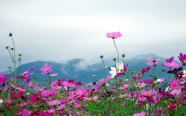 Nature Landscapes Flowers Plants Fields Mountains Sky Clouds Petals Pink Free Pictures, purple flowers, HD wallpaper