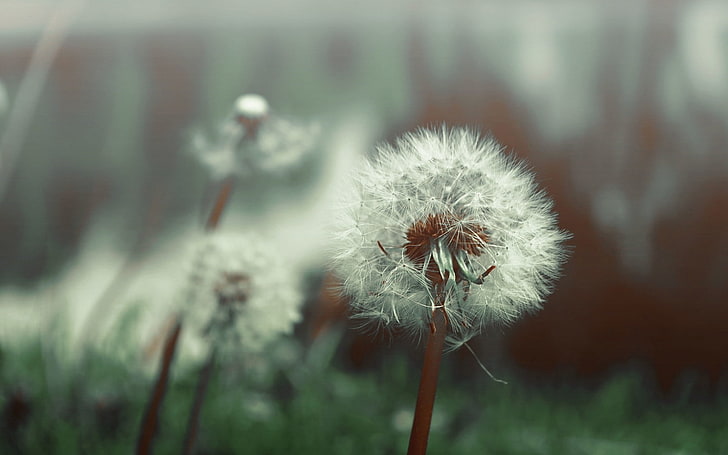 dandelion, flowers, plants, fragility, focus on foreground, HD wallpaper