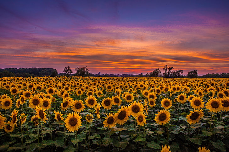 HD wallpaper: yellow sunflower field, sunflowers, sunset, sky, clouds,  nature | Wallpaper Flare