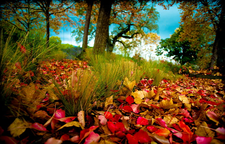 Autumn Foliage, trees, nature, HD wallpaper