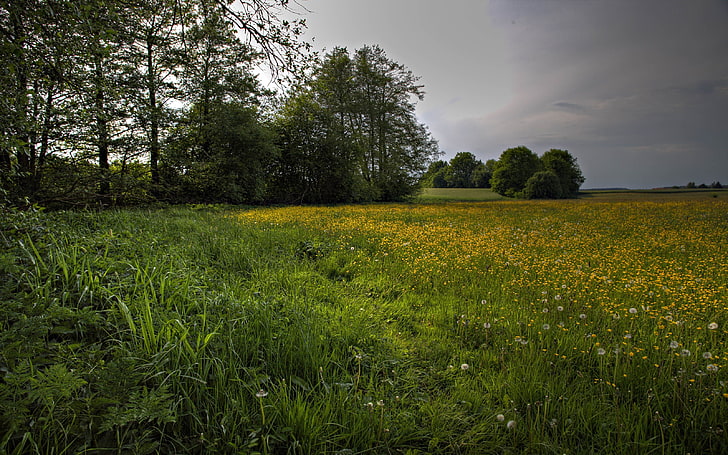 yellow petaled flowers, nature, grass, trees, field, clouds, landscape, HD wallpaper