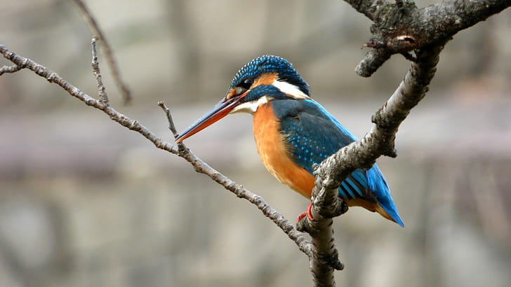 wildlife photography of blue bird on tree branch, kingfisher, kingfisher, HD wallpaper