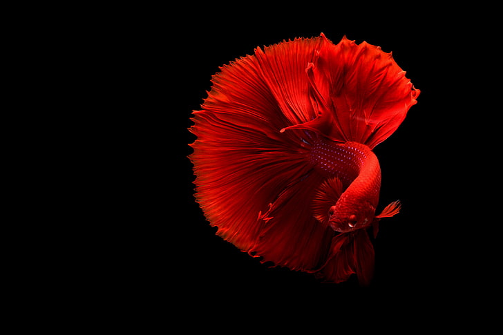 red fighting siamese fish, tail, nature, siamese Fighting Fish, HD wallpaper