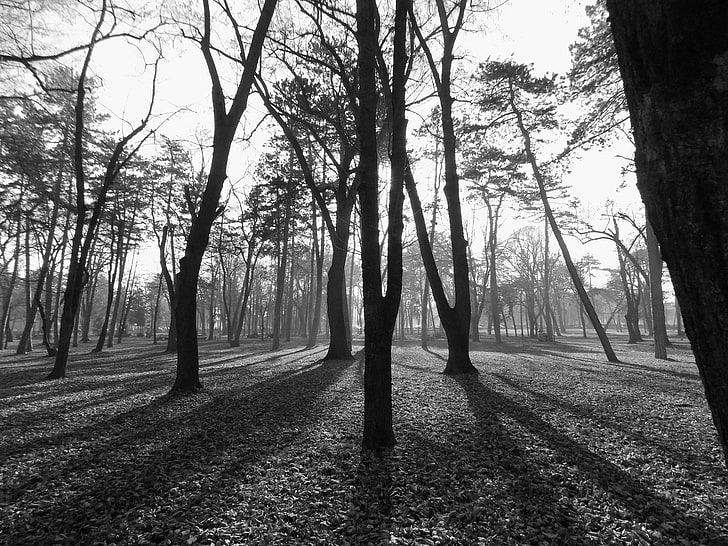 monochrome, park, nature, Serbia, tree, plant, tranquility, HD wallpaper