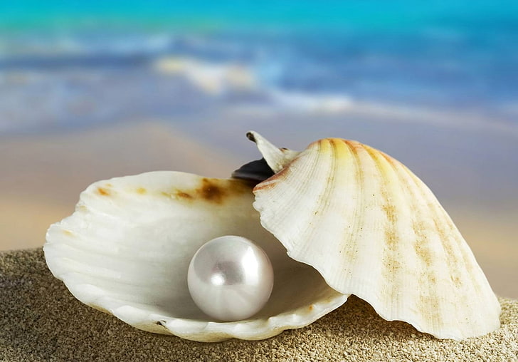 seashell and white pearl, sand, sink, Marco, beach, animal Shell, HD wallpaper